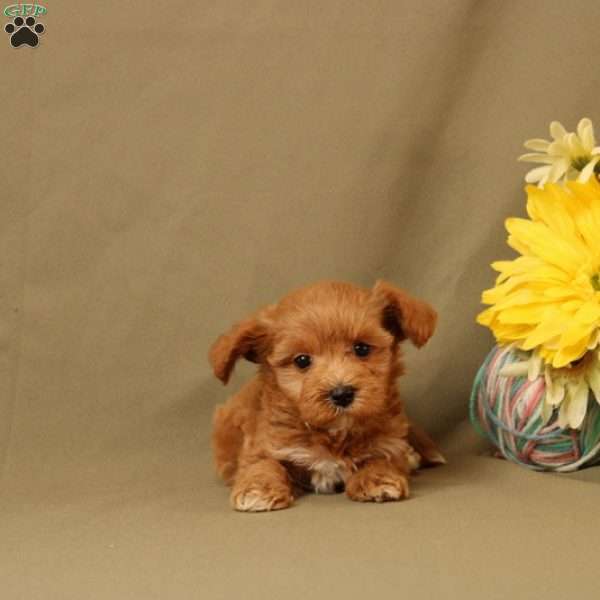 Dominic, Morkie-Poo Puppy